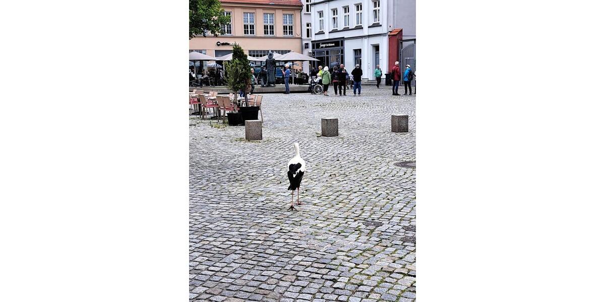 Mehrfamilienhaus, Wohnhaus Greifswald - 3 Zimmer, 70 m&sup2;, 259.000&euro; | Angebot:25257643