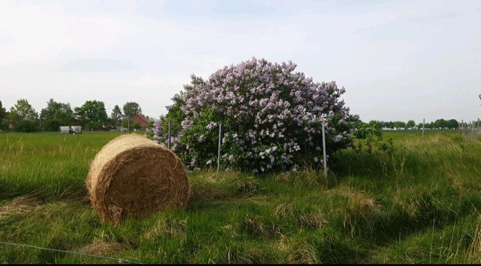 Doppelhaushälfte Neetzow-Liepen Liepen - 9 Zimmer, 210 m&sup2;, 70.000&euro; | Angebot:25905954