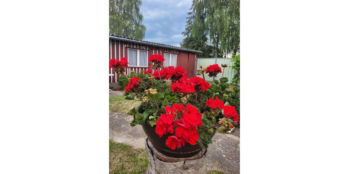 Mehrfamilienhaus, Wohnhaus Loitz - 9 Zimmer, 193 m&sup2;, 149.000&euro; | Angebot:22282721