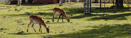 Wildpark-MV Güstrow Mecklenburg Greifswald Ostseeküste