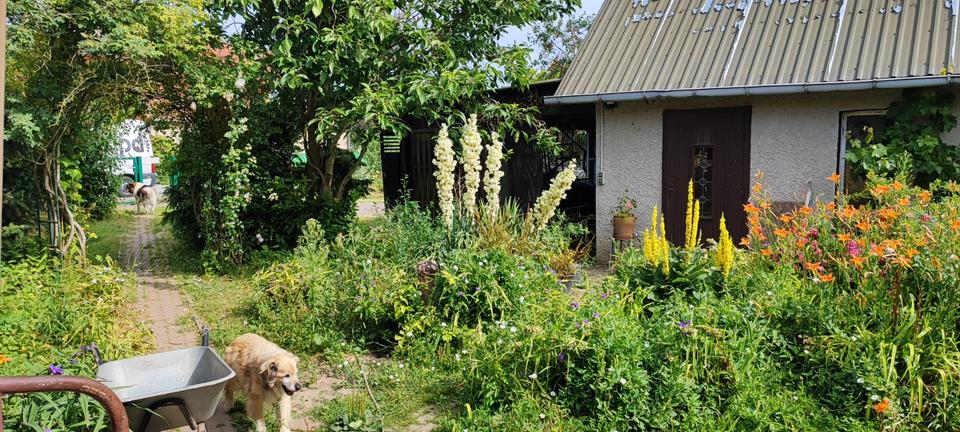 Einfamilienhaus Karlsburg - 6 Zimmer, 100 m&sup2;, 160.000&euro; | Angebot:25364312