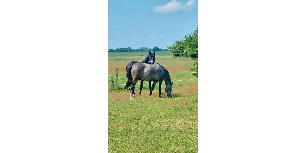 Erdgeschoßwohnung Neuenkirchen - 2 Zimmer, 55 m&sup2;, 680&euro; | Angebot:25648947