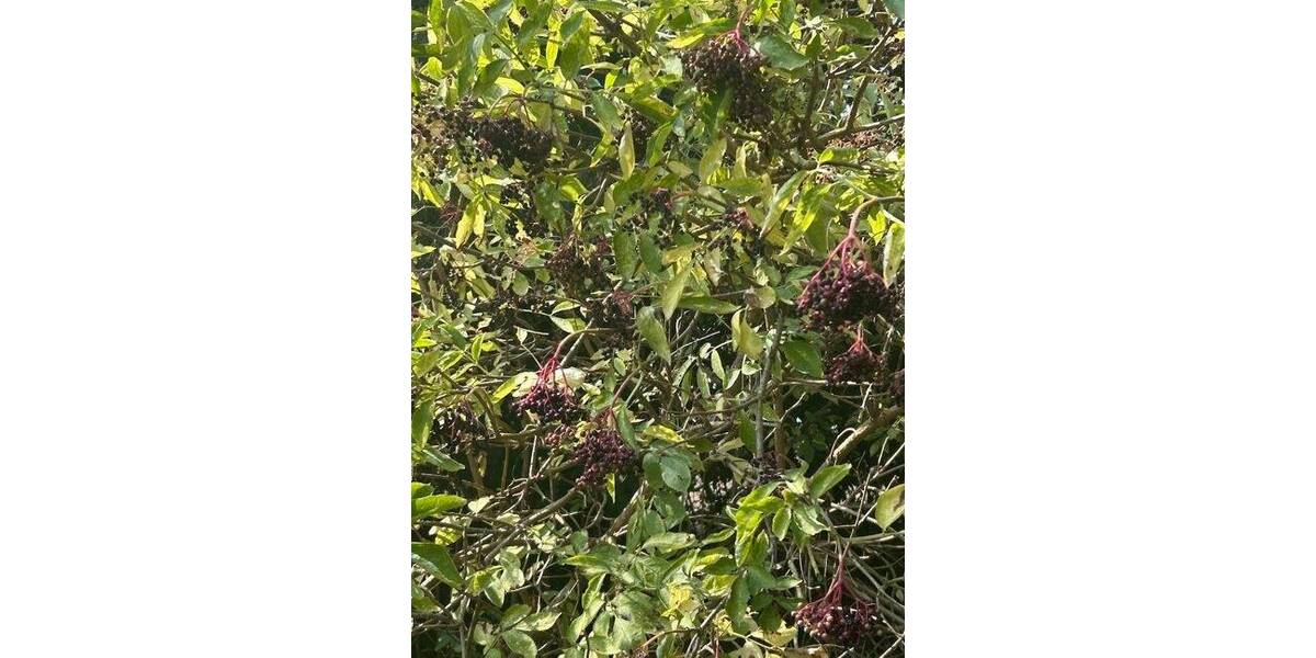 Grundstück Sundhagen Hildebrandshagen - 75.000&euro; | Angebot:25672672