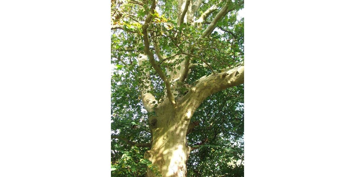 Villa Gützkow - 20 Zimmer, 1.500 m&sup2;, 129.000&euro; | Angebot:25271800