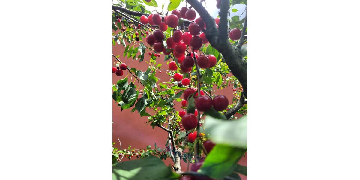 Mehrfamilienhaus, Wohnhaus Loitz - 9 Zimmer, 193 m&sup2;, 179.000&euro; | Angebot:22282721